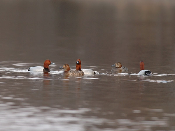 Punasotka, Common Pochard, Aythya ferina